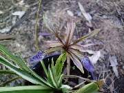 foetidissima Variegata
